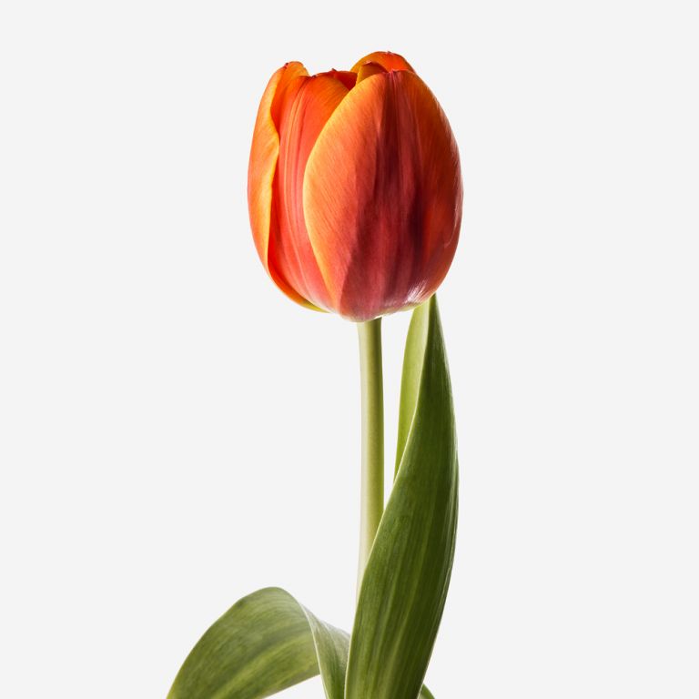Tulipe Persimmon 