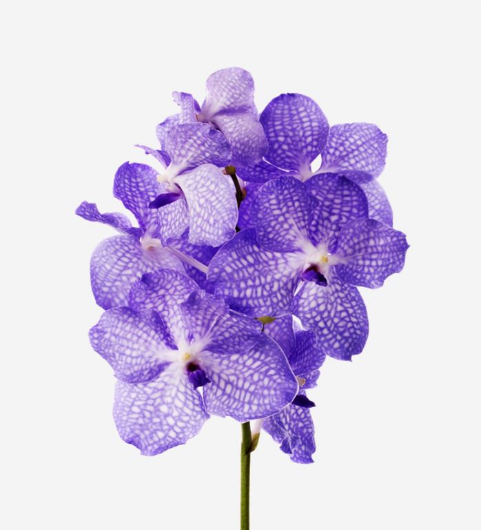 Amethyst Vanda Cut Orchid