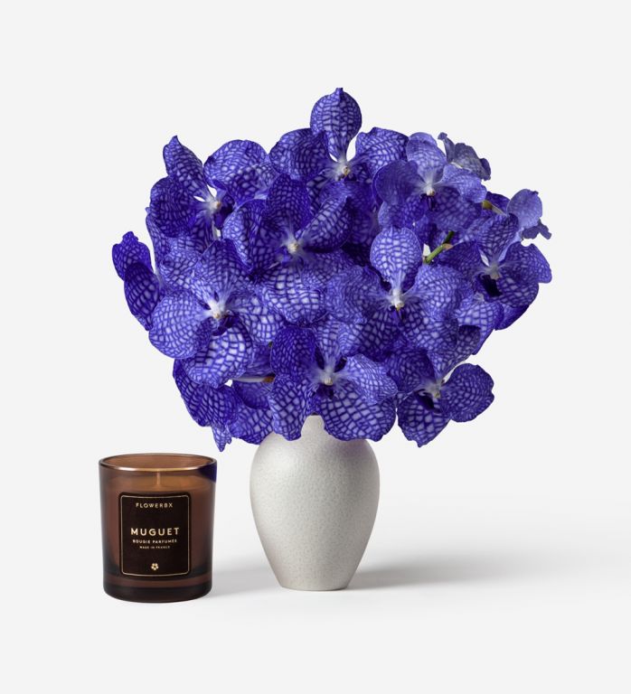 Delft Blue Vanda Cut Orchid