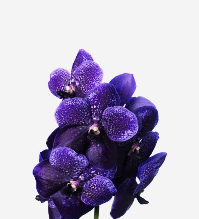 Lilac Dust Vanda Cut Orchid