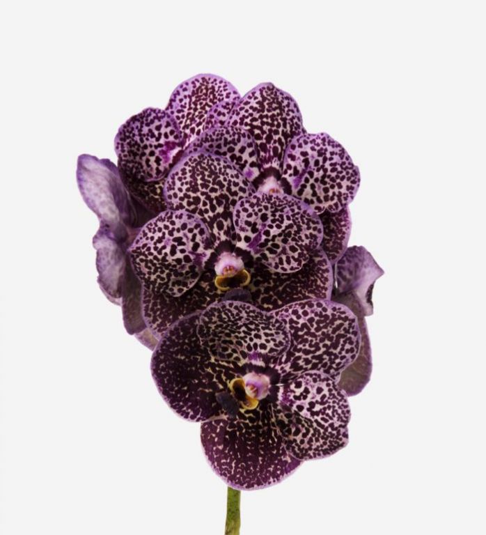 Royal Purple Vanda Cut Orchid