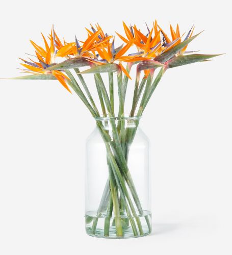 12 Stems of Bird of Paradise in a Large Apothecary Vase