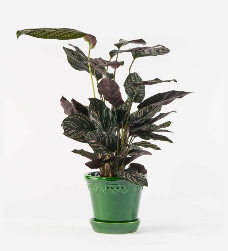 Pinstripe Calathea Plant