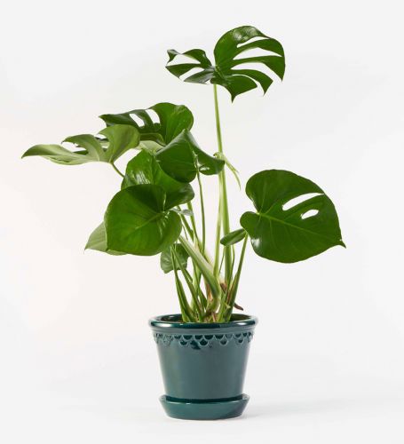 Green Cheese Plant