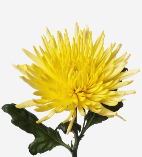 Canary Chrysanthemum 