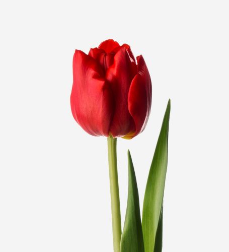 Scarlet Double Tulip 