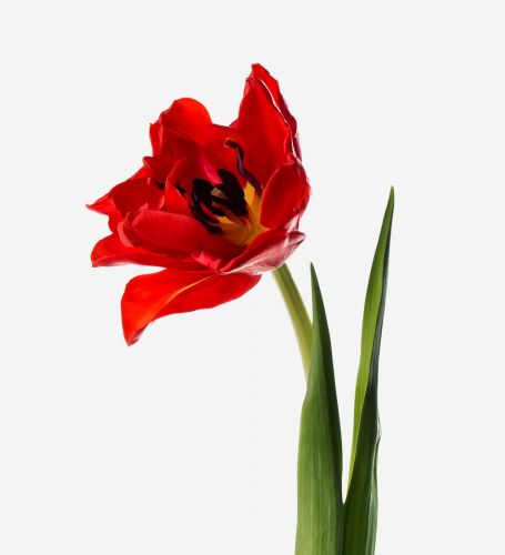 Scarlet Double Tulip 