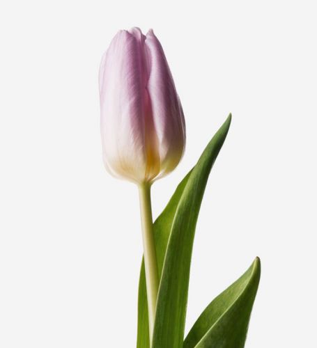 Lilac Lust Dutch Tulip 