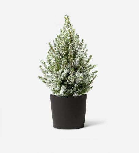 Miniature Frosted Tree with Anthracite Ceramic Pot