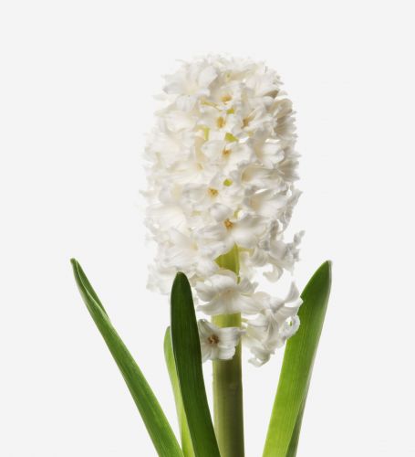Cream Puff White Hyacinth 