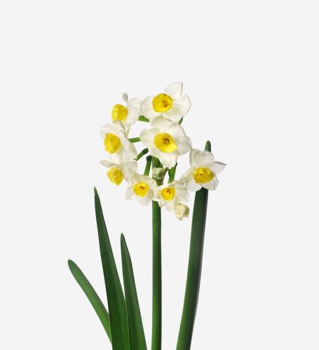 Sunny Side Up Narcissus 