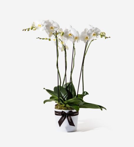 Electric White Orchid - Large in a Large White Ceramic Pot