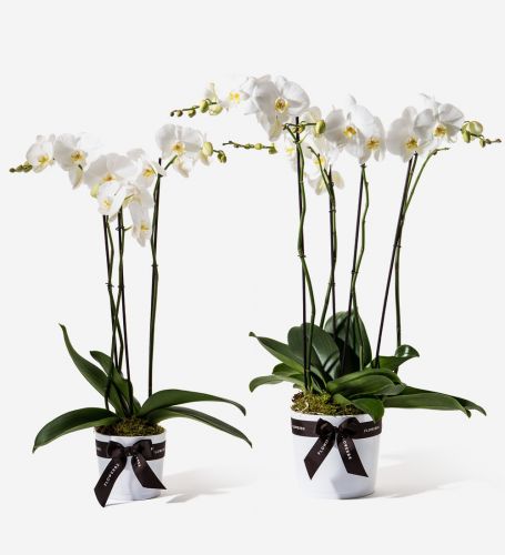 Electric White Orchid Plant