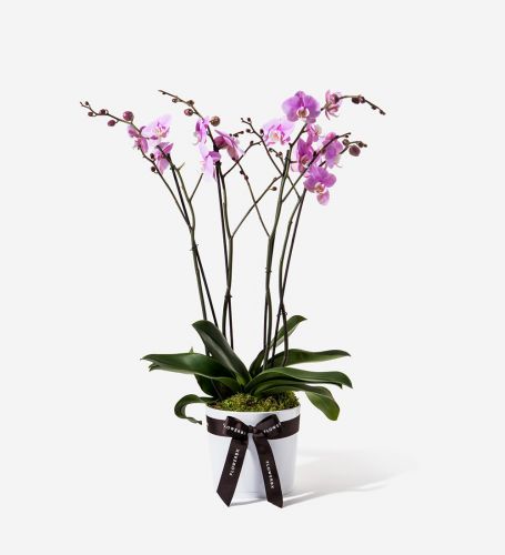 Lady Pink Orchid Plant - Large in a Large White Ceramic Pot