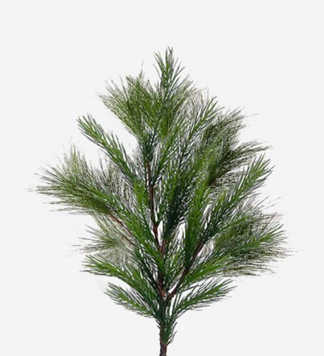 Pine Foliage