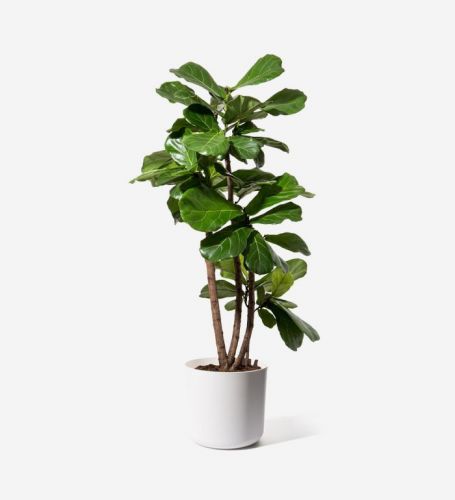 Fiddle-Leaf Fig