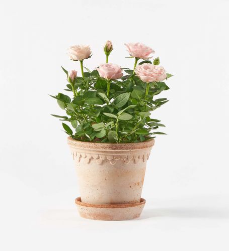 Pink Rose Potted Plant
