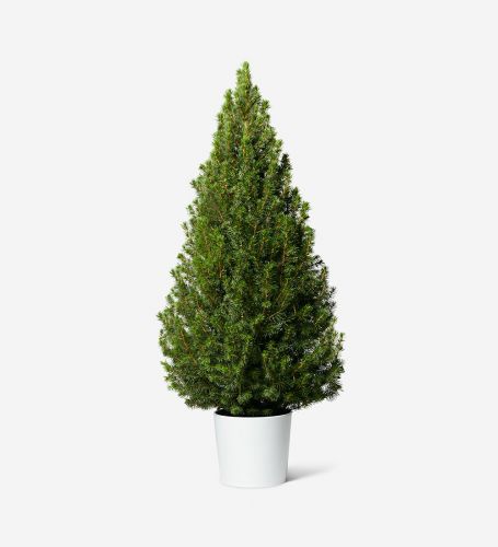 Small Potted Tree in a White Ceramic Pot