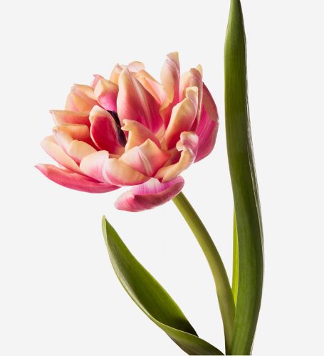 Siren Pink Double Tulip 