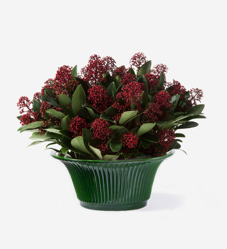 Potted Skimmia Planter