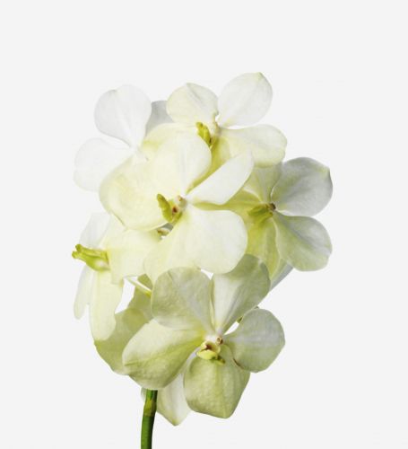 Alabaster Vanda Cut Orchid