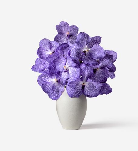 16 flowers on 2 stems of Amethyst Vanda Cut Orchid in a  Petit Mayfair Blanc Vase