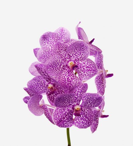 Strawberry Sprinkles Vanda Cut Orchid