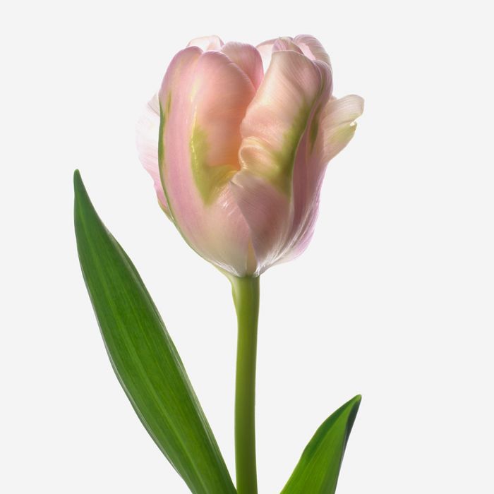 Petal Pink Parrot Tulip