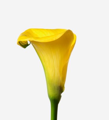 Mellow Yellow Double Tulip Bouquet | FLOWERBX UK