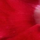 Lipstick Red Anemone 