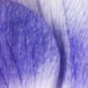 Violet Dusk Anemone 