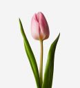 Piccadilly Pink British Tulip