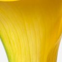 Sunny Side Up Calla Lily 