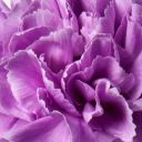 Violet carnation 
