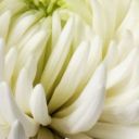 Snowy White Chrysanthemum 