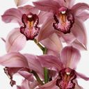 Dusty Rose Cymbidium Cut Orchid 