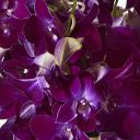 Cabernet Dendrobium Cut Orchid
