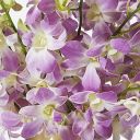 Very Violet Dendrobium Cut Orchid
