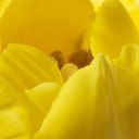 Mellow Yellow Double Tulip 