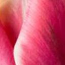 Siren Pink Double Tulip 