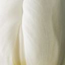 White Hot Dutch Tulip 
