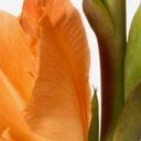 Orange Crush Gladiolus