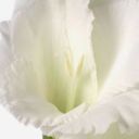 White Wedding Gladiolus
