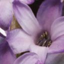 Amethyst Hyacinth 