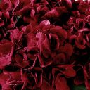 Red Carpet Hydrangea 