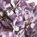 Lilac Lilac 