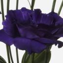 Royal Purple Lisianthus