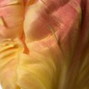 Apricot Blush Parrot Tulip 