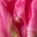 Pink Marvel Parrot Tulip 