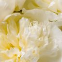 Cotton Cloud French Peony 
